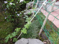 今年はゴーヤとヘチマのオーニングを準備しました。 2012/05/24 09:19:52