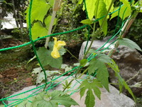 庭のゴーヤのオーニングに花が咲きました 2012/06/14 12:20:36