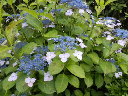 庭のゴーヤのオーニングに花が咲きました