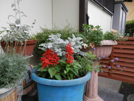 庭のゴーヤのオーニングに花が咲きました