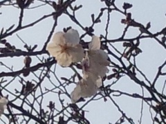 甲突川の桜(*^^*)