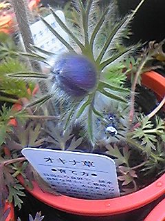 * okinagusa *