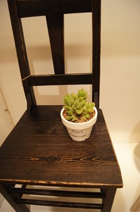熊童子 Junkgarden Style