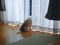 うちの癒し