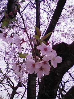 お花見~♪