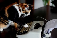 柴犬コムギと7匹のにゃん