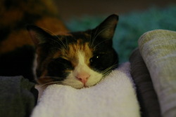 お邪魔ねこ