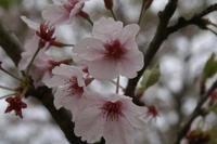 鹿児島市都市農業センター（４月１３日）その２