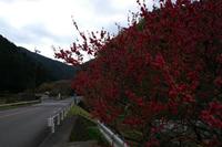桜？（４月１４日）その５
