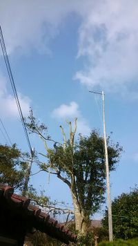 庭木の剪定 2015/01/30 09:57:45