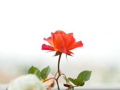 新しい傘くらいじゃ楽しくならない 新しい傘くらいじゃ楽しくならない