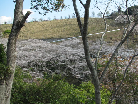 桜煙り 桜煙り