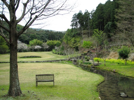 桜煙り 桜煙り
