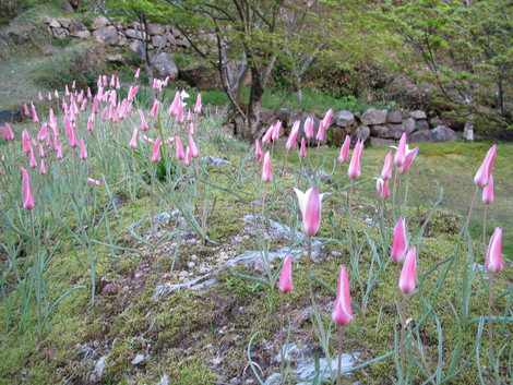 桜煙り 桜煙り