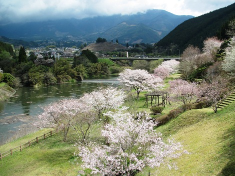 桜煙り 【Ⅲ】 桜煙り 【Ⅲ】