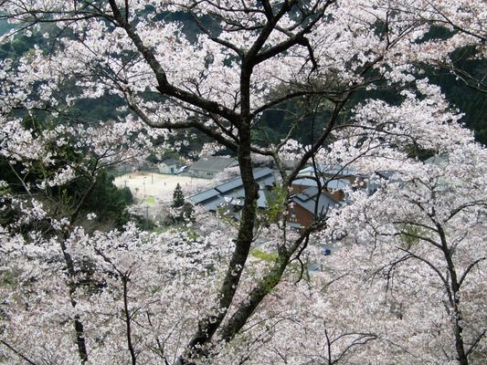 桜煙り 【Ⅲ】 桜煙り 【Ⅲ】