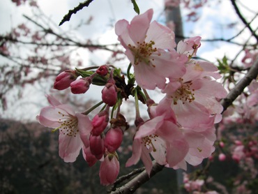 桜煙り 【Ⅲ】 桜煙り 【Ⅲ】