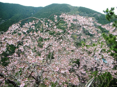 桜煙り 【Ⅲ】 桜煙り 【Ⅲ】