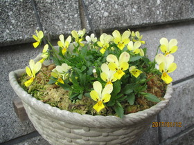 春待ち顔 春待ち顔