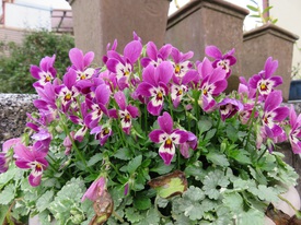 Spring has come !!!
