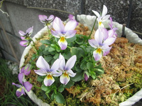 春待ち顔 春待ち顔