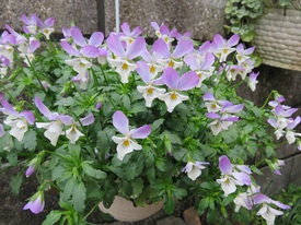 Spring has come !!!
