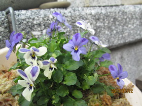 春待ち顔 春待ち顔