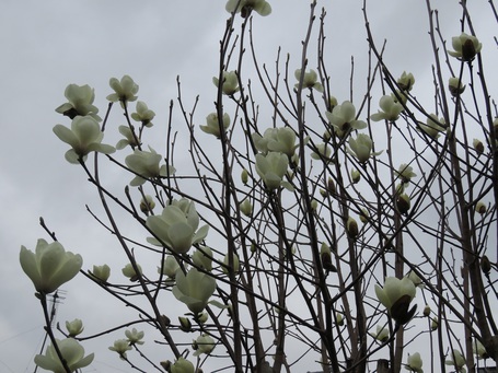 Spring has come !!!