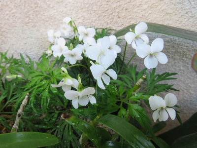 花・ハナ・はな 花・ハナ・はな