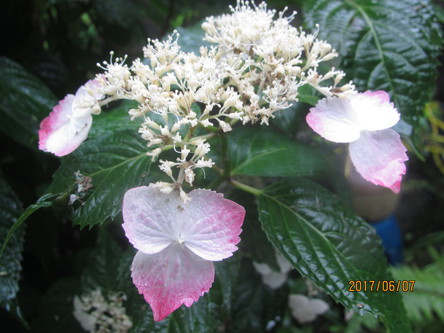 紫陽花
