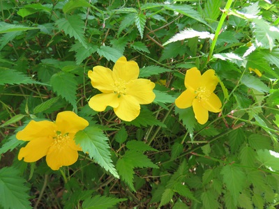 花・ハナ・はな 花・ハナ・はな
