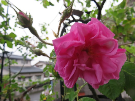 雨の日も