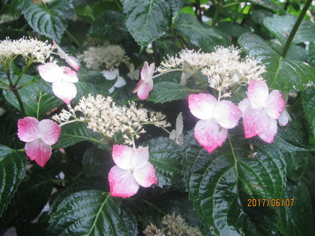 紫陽花