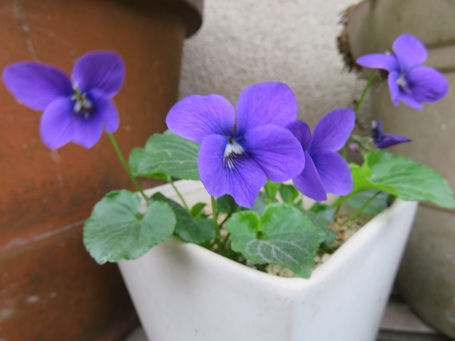 Spring has come !!!