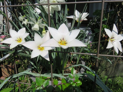 花・ハナ・はな 花・ハナ・はな