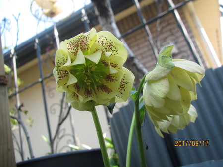 春 【Ⅰ】 春 【Ⅰ】