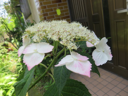 色づき始めた住人達