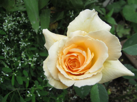 九月の薔薇