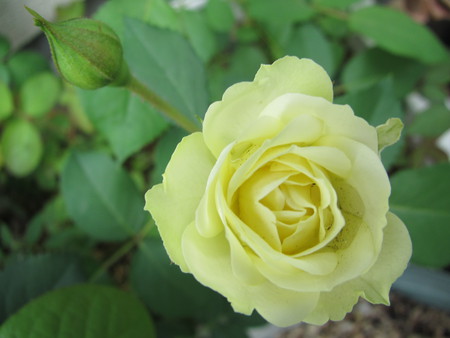 九月の薔薇