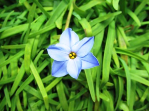 続 坪草畑の春