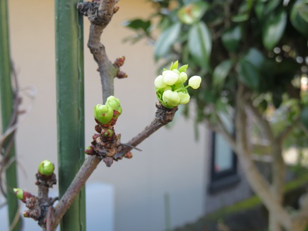 胎動