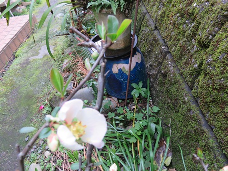 木瓜一輪