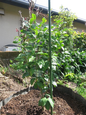 植え付け終了