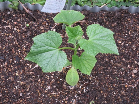 苗の植え付けと花たち