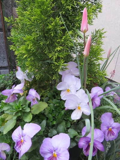 苗の植え付けと花たち