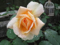 美しい梅雨
