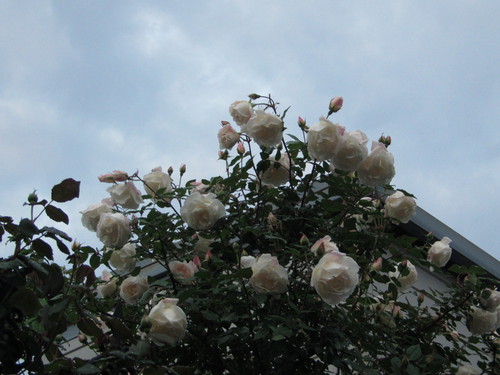 穀雨 穀雨