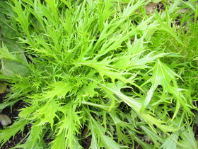 お役立ち野菜 お役立ち野菜