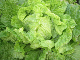 お役立ち野菜 お役立ち野菜