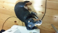 愛犬たち！